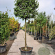 Osmanthus heterophyllus 180 cm stam container 20-25