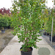Parrotia persica 200-250 cm container meerstammig extra