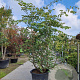 Parrotia persica 200-250 cm container meerstammig extra