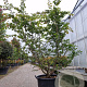Parrotia persica 200-250 cm container solitair