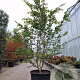 Parrotia persica 250-300 cm container Multistam