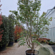 Parrotia persica 350-400 cm container meerstammig