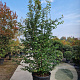 Parrotia persica 'Vanessa' 250-300 cm container meerstammig