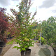 Parrotia persica 'Vanessa' 300-350 cm container meerstammig