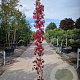 Parthenocissus quinquefolia 250-300 cm 10L