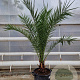 Phoenix canariensis 140-160 cm 20L