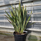 Phormium tenax 80-100 cm 35L