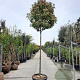 Photinia fraseri 'Red Robin' 200 cm stam container 18-20 leiboom