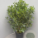 Pittosporum tobira 70-90 cm 10L