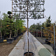 Quercus ilex 10-12 cm container LEIVORM 200 cm stam