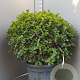 Quercus ilex 100 cm container bol