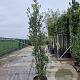 Quercus ilex 200-250 cm 50L