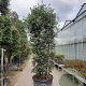 Quercus ilex 300-350 cm cont. 200L meerstammig