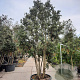 Quercus ilex 300-350 cm cont. 230L paraplu