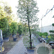 Quercus ilex 350-400 cm container geveerd