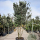 Quercus ilex 350-400 cm cont. 230L paraplu