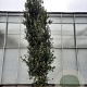 Quercus ilex 350-400 cm cont. 230L meerstammig