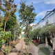 Quercus ilex 350-400 cm cont. 750L meerstammig
