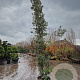 Quercus ilex 350-400 cm cont. 750L meerstammig