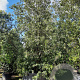 Quercus ilex 450-500 cm cont. 1000L meerstammig