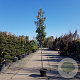 Quercus ilex 160 cm stam container 6-8