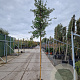Quercus ilex 180 cm stam container 6-8