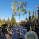 Quercus ilex 180 cm stam container 16-18