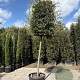 Quercus ilex 180 cm stam container 20-25