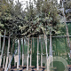 Quercus ilex 200 cm stam container 18-20