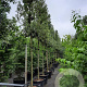 Quercus ilex 200 cm stam container 18-20 leiboom