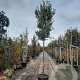 Quercus ilex 200 cm stam container 18-20 leiboom