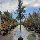 Quercus ilex 8-10 HO container