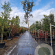 Quercus ilex 8-10 HO container lei 120x100