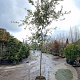 Quercus ilex 12-14 HO 35L