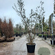 Quercus suber 175-200 cm 30L meerstammig