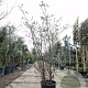 Quercus suber 175-200 cm 30L meerstammig