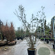 Quercus suber 175-200 cm 30L meerstammig