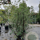 Quercus suber 175-200 cm 30L meerstammig
