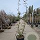 Quercus suber 175-200 cm 45L meerstammig solitair