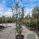 Quercus suber 200-250 cm cont. 70L meerstammig