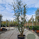 Quercus suber 200-250 cm cont. 70L meerstammig