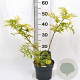 Sambucus nigra Golden Tower 30-40 cm 3,0L