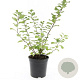 Spiraea betulifolia 'Tor' GM 1.5