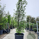 Sycoparrotia semidecidua 300-350 cm container meerstammig