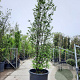 Sycoparrotia semidecidua 300-350 cm container meerstammig