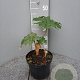 Tetrapanax papyrifer 'Rex' gm 4,0L