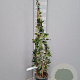 Trachelospermum jasminoides 80-100 cm 2,0L