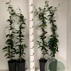 Trachelospermum jasminoides 80-100 cm 2,0L
