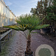 Trachycarpus fortunei 50 cm stam container