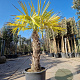 Trachycarpus fortunei 90 cm stam container